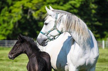 Musetta Hanover with 2016 foal